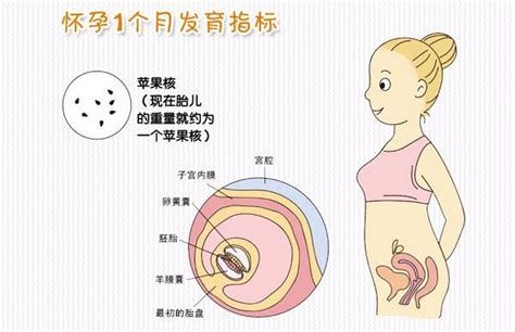 懷孕一個月肚子|懷孕中期，母體與胎兒的變化及注意事項（4